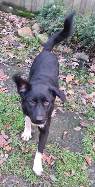 Elio  Rohdiamant  Tierschutz