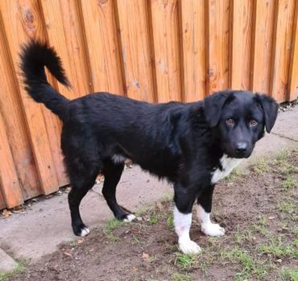 Elio  Rohdiamant  Tierschutz