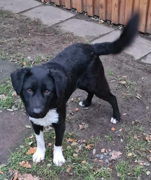 Elio  Rohdiamant  Tierschutz