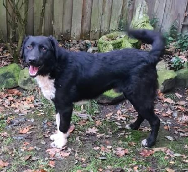 Elio  Rohdiamant  Tierschutz