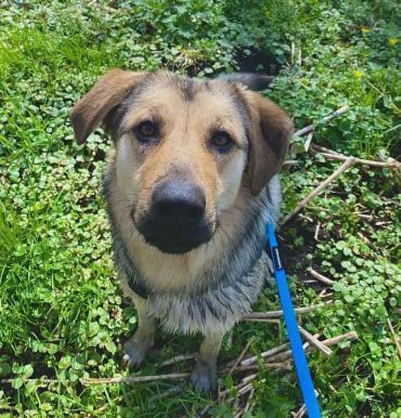 Elisa braucht DRINGEND eine neue Familie