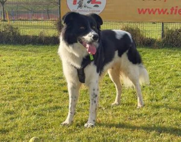 Willow sucht seine Menschen