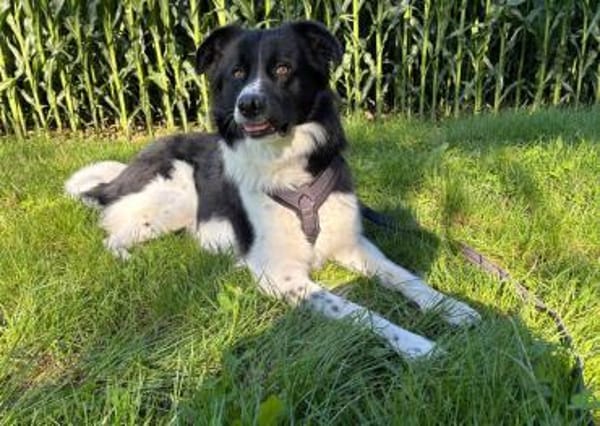 Willow sucht seine Menschen