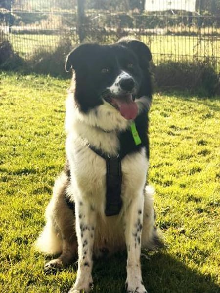 Willow sucht seine Menschen