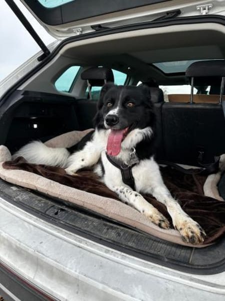 Willow sucht seine Menschen