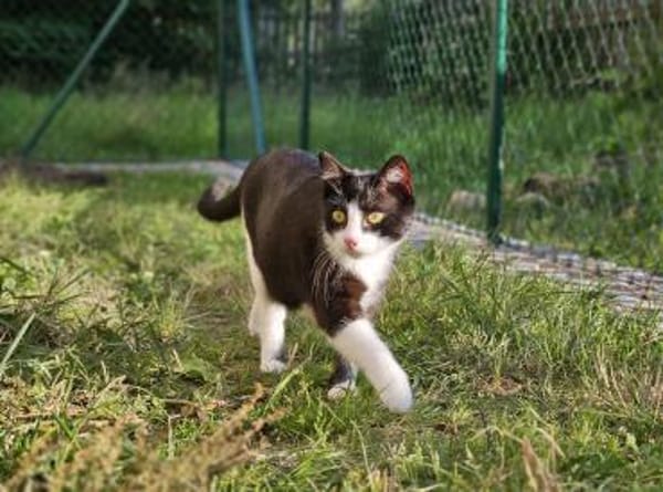 CLYDE - geb. ca. 15.07.2025