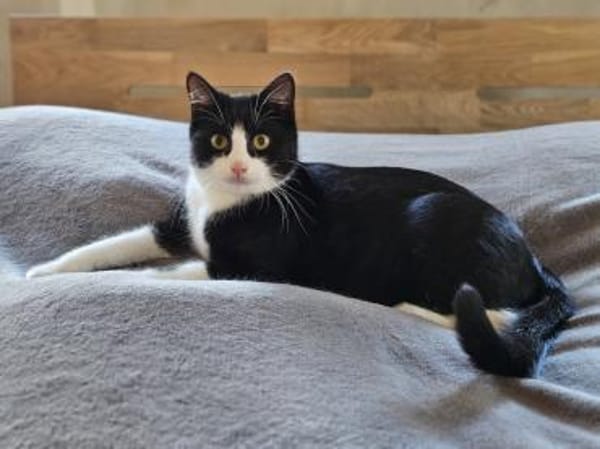 CLYDE - geb. ca. 15.07.2025