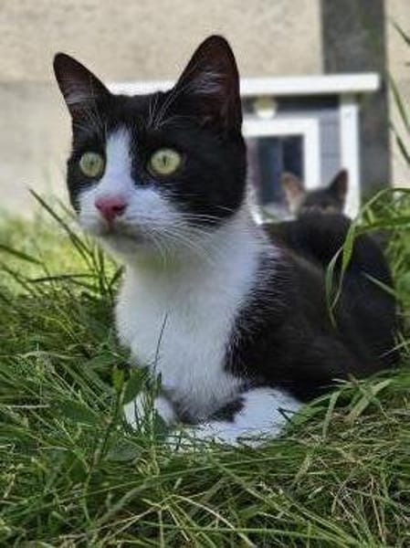 CLYDE - geb. ca. 15.07.2025