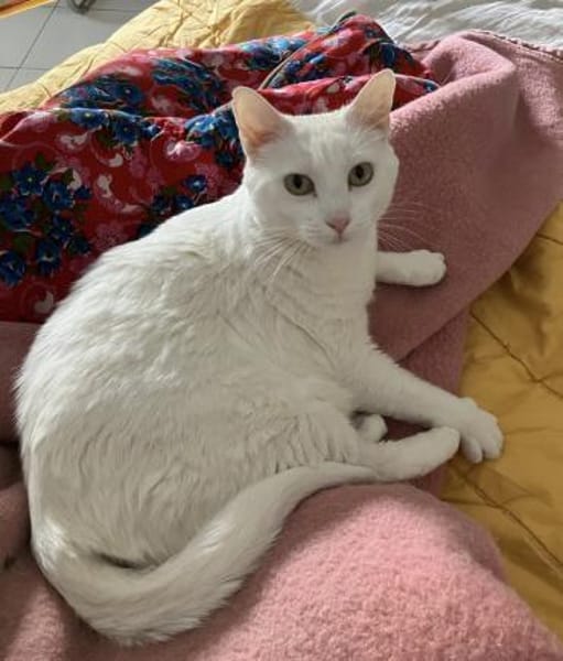 Annie sucht mit Garten oder Freigang