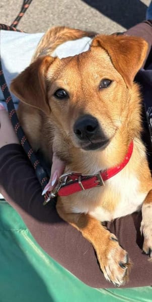 Flummy - Liebevoller kleiner Begleiter