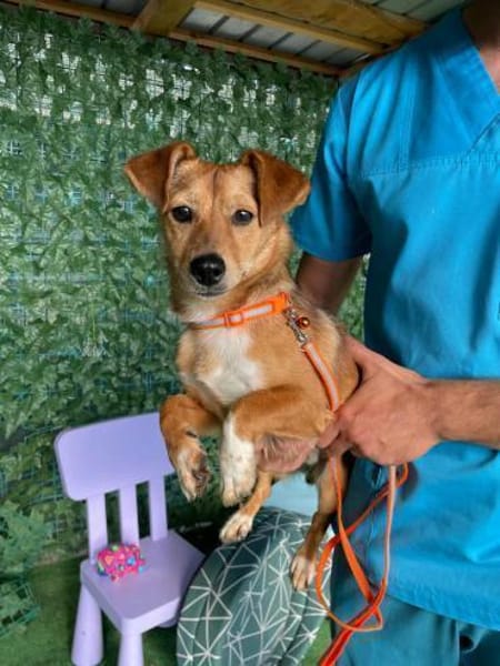 Flummy - Liebevoller kleiner Begleiter