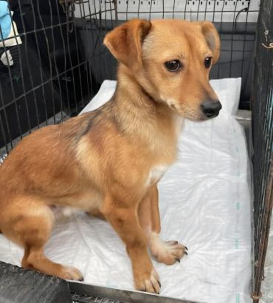 Flummy - Liebevoller kleiner Begleiter