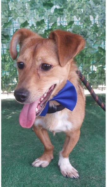 Flummy - Liebevoller kleiner Begleiter