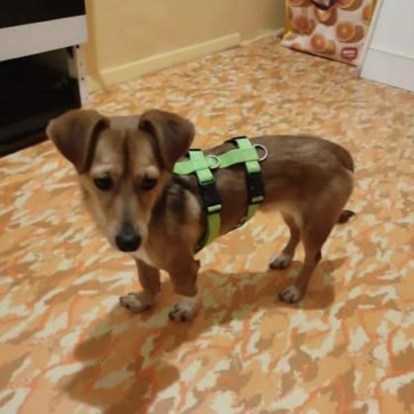 Flummy - Liebevoller kleiner Begleiter