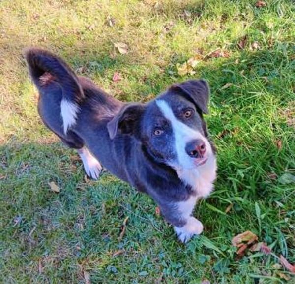 MAYBRITT * Hundedame mit Charme