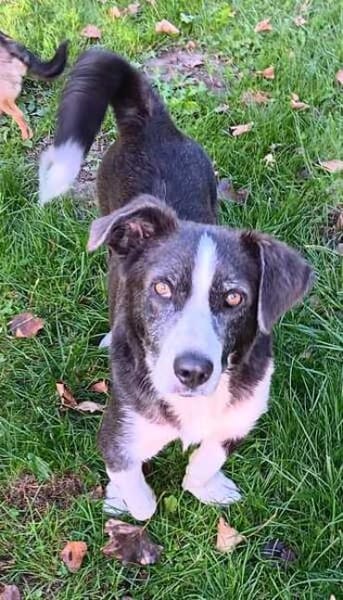 MAYBRITT * Hundedame mit Charme