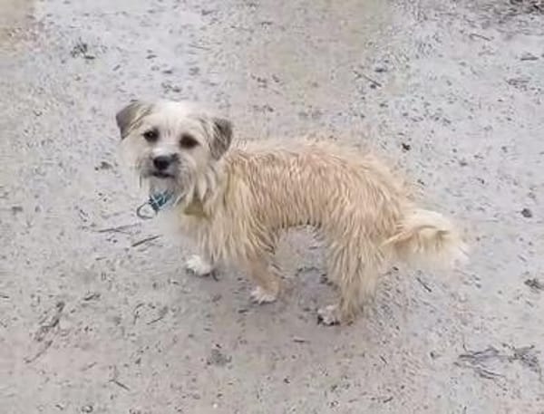 CHI CHI ganz liebes Mädchen