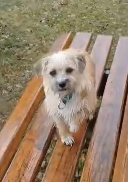 CHI CHI ganz liebes Mädchen