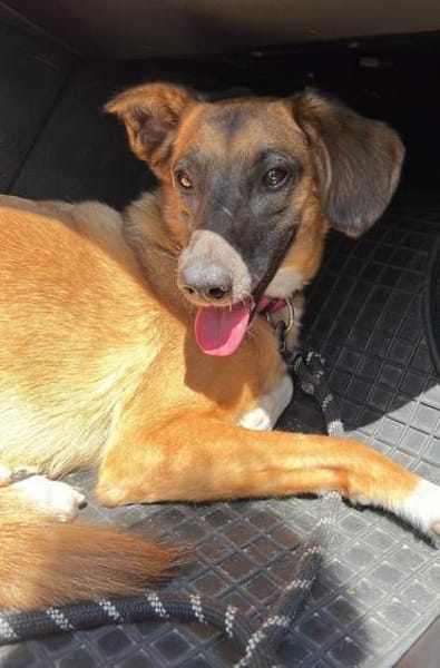 Georgia, geb. ca. 05/2019, 13503 Berlin