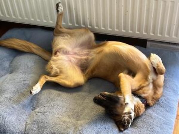 Georgia, geb. ca. 05/2019, 13503 Berlin