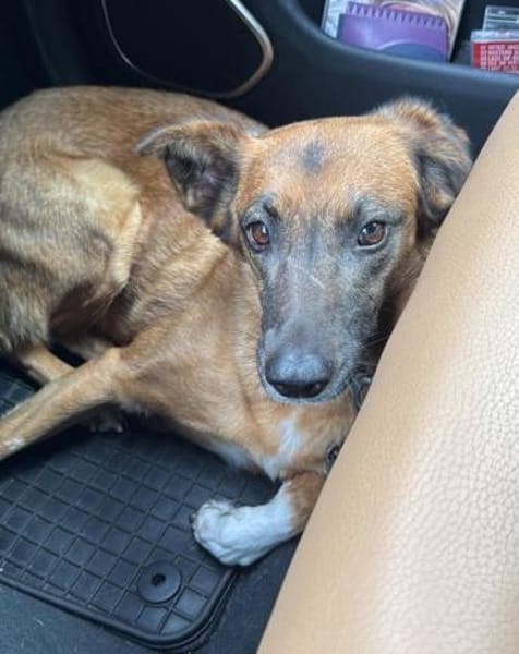 Georgia, geb. ca. 05/2019, 13503 Berlin