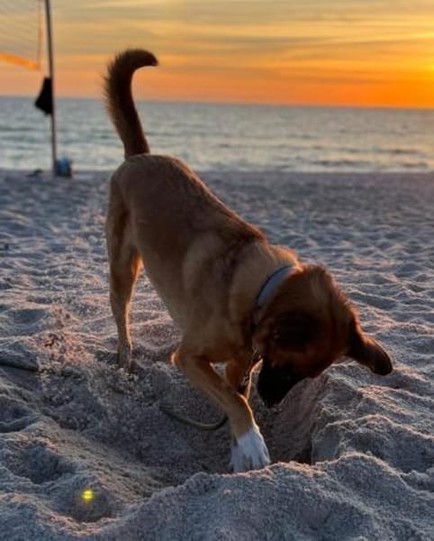 Georgia, geb. ca. 05/2019, 13503 Berlin