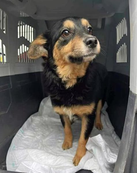 Pandora - Kleine Abenteurerin