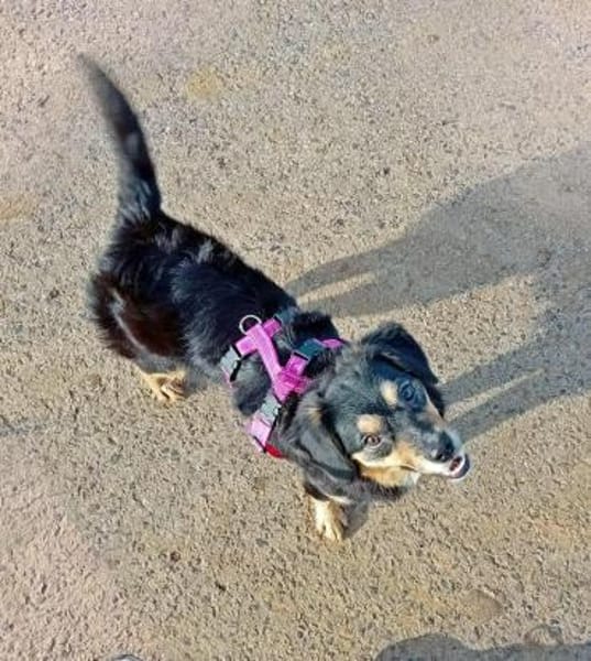 Pandora - Kleine Abenteurerin