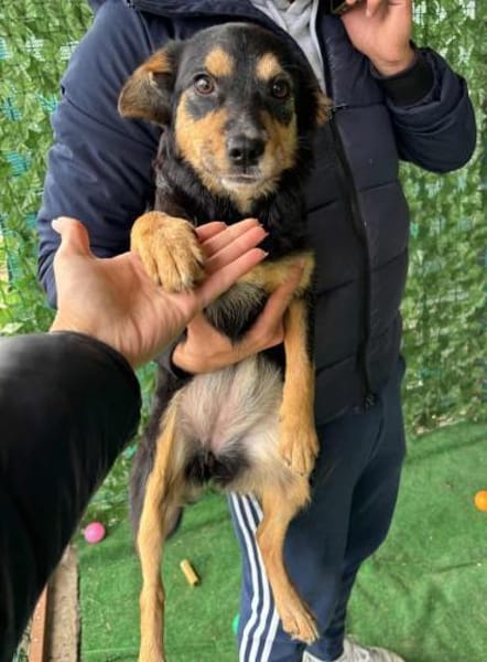 Pandora - Kleine Abenteurerin