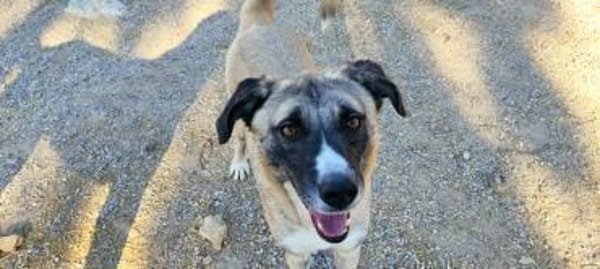 Boo- Everybodys Darling