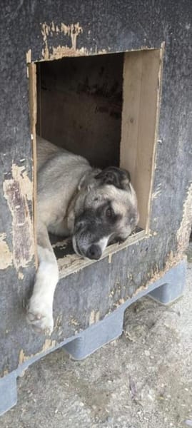 Boo- Everybodys Darling