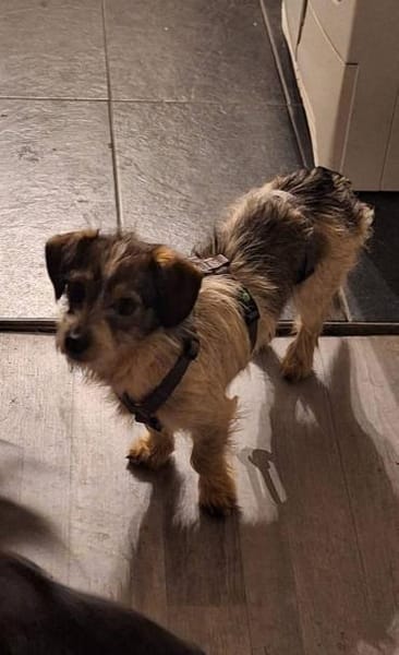 Kuschelherz Baily sucht ihr Zuhause