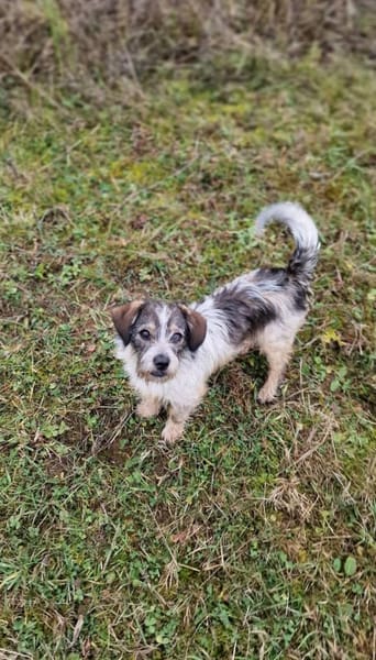 Kuschelherz Baily sucht ihr Zuhause