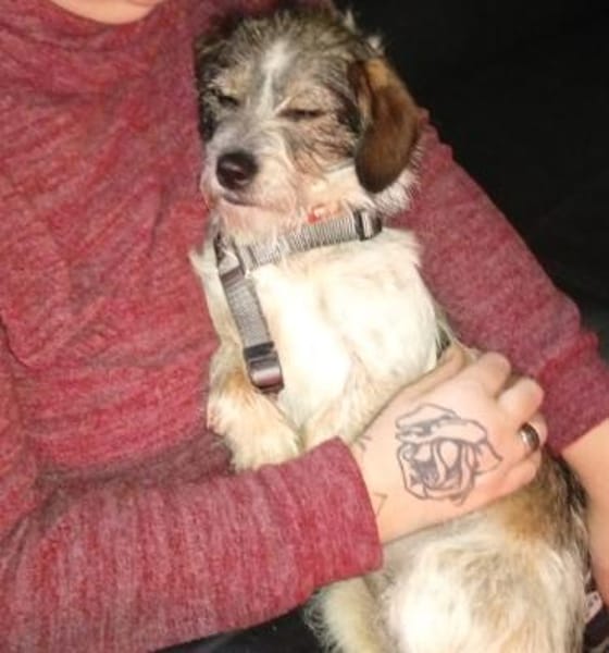 Kuschelherz Baily sucht ihr Zuhause