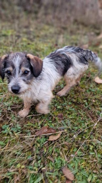 Kuschelherz Baily sucht ihr Zuhause