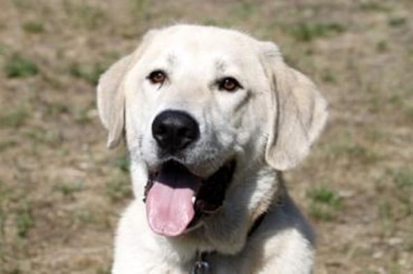 Basti - Riesenbaby su. Lebensplatz