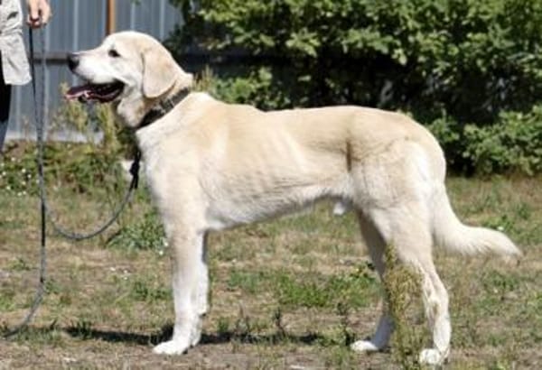 Basti - Riesenbaby su. Lebensplatz