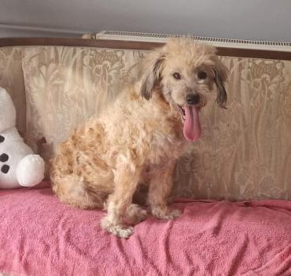 Wer hat ein zuhause für Luca?