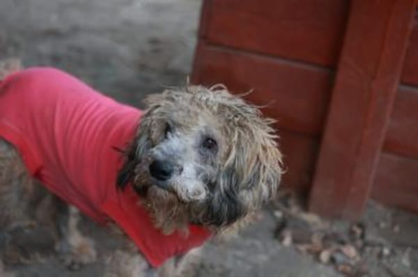 Wer hat ein zuhause für Luca?