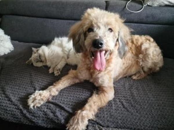 Wer hat ein zuhause für Luca?