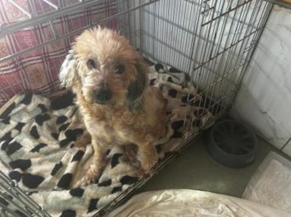 Wer hat ein zuhause für Luca?