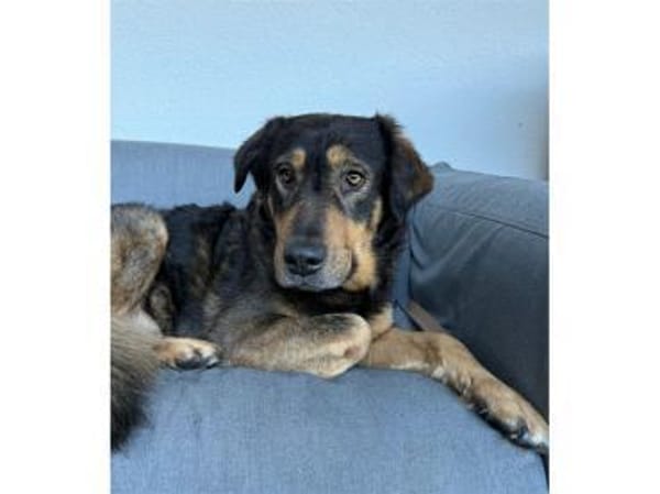 Dexter wartet in 01239 Dresden