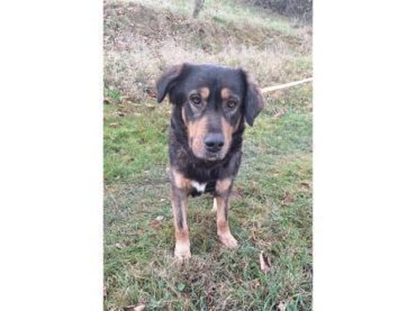 Dexter wartet in 01239 Dresden