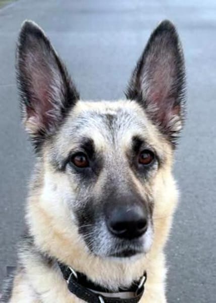 Eavy wurde verraten und verlassen