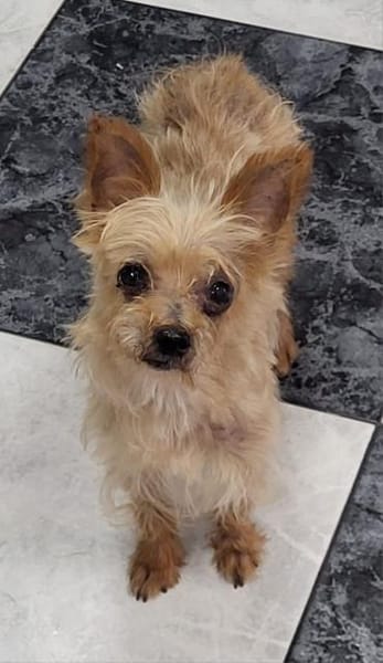 Sissi - einfach weggeworfen - Süße Dame