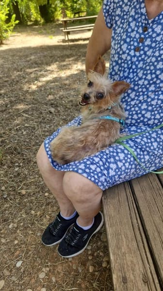 Sissi - einfach weggeworfen - Süße Dame