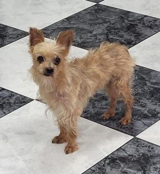 Sissi - einfach weggeworfen - Süße Dame