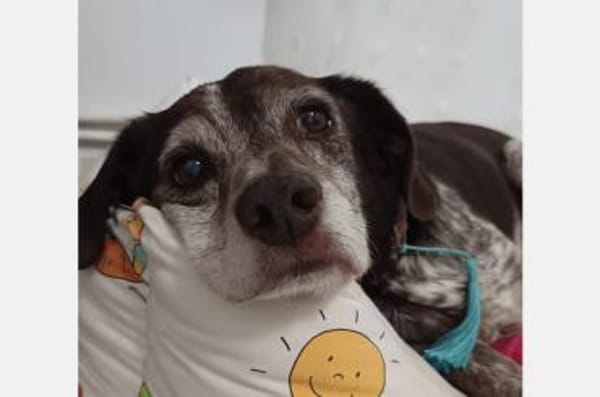 Cori - Kuschelmaus sucht liebe Familie