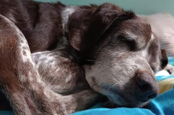 Cori - Kuschelmaus sucht liebe Familie