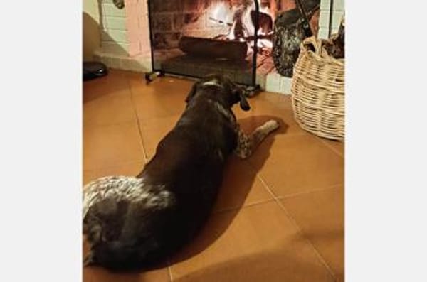 Cori - Kuschelmaus sucht liebe Familie